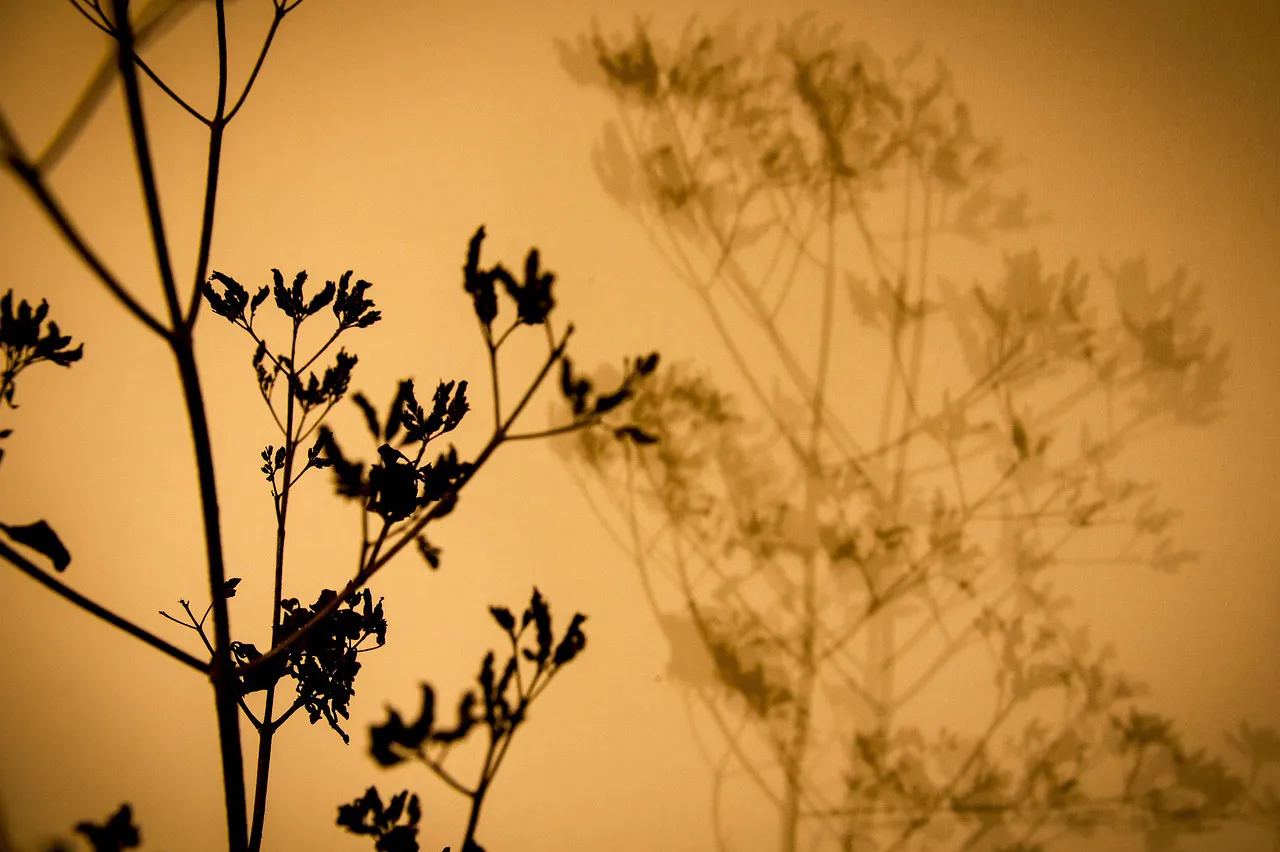 Evening light and a leaf shadow on a warm plaster wall